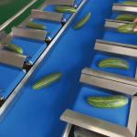 dried mango Automatic Multi-Station Belt Conveyor Aquatic Sea Cucumber Fish