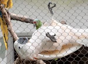 China 2.0mm Aviary Mesh Netting Stainless Steel Wire Mesh For Bird Cages on sale