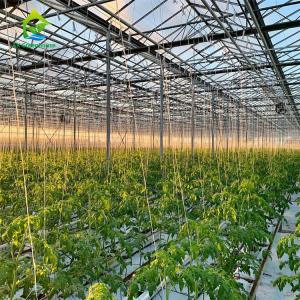 Quality Lettuce Soilless Cultivation Equipment wholesale