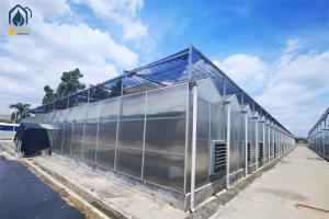 Quality Durable Steel Frame Polycarbonate Greenhouse For Winter Vegetable Production wholesale