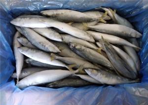 Quality High Protein 80g 100g Pacific IQF Frozen Mackerel Fish wholesale