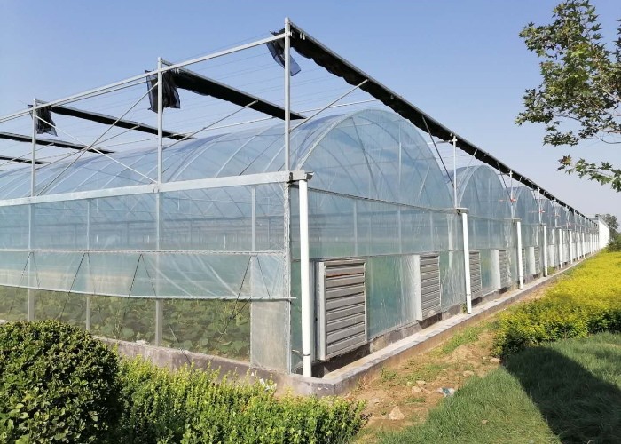 Vegetable Agricultural Tomatoes Dome Roof 7-10m Span Po Film Greenhouse