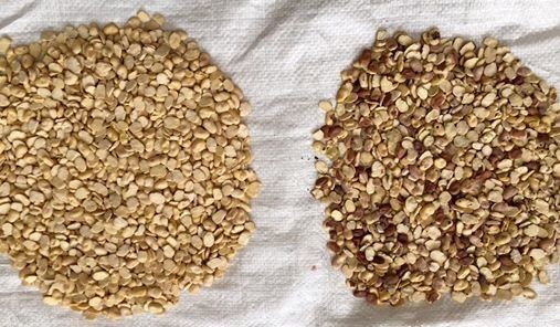 Wheat Colour and Shape Sorter with High Luminance 3.6kw super perfornamce