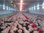 Auto Oil-burning Heating Machine for poultry