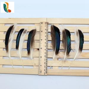 Quality DIY Decoration Show Millinery Feather Natural Rooster Coque Feathers 4-6 Inches wholesale