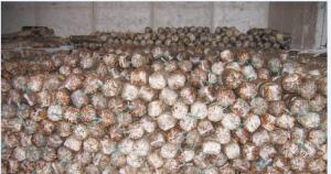 Quality Dried Shiitake Mushroom Spawn wholesale
