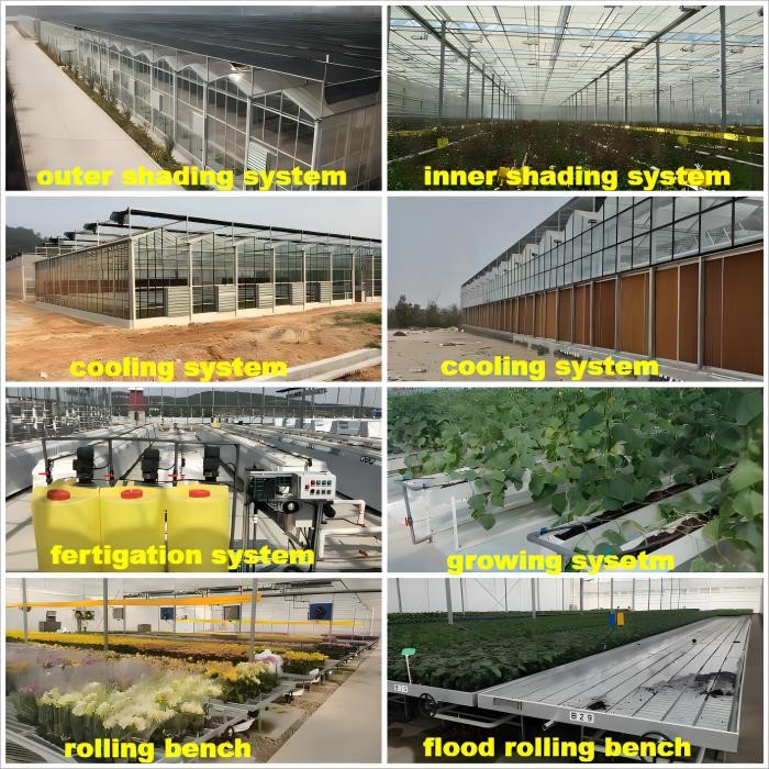 Tomato Cucumber Lettuce Greenhouse System Venlo Agriculture With Cooling Fan Pad