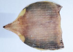 Quality Raw Material Whole Dried Squid Body For Fresh Roasted Squid No Starch wholesale