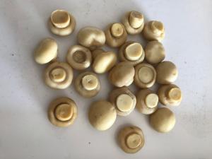 Quality 184g 425g 2840g Canned Button Mushrooms Canned Whole Mushrooms wholesale