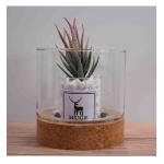 Toxicless Odorless Glass Jar Cork Wood Base Groove 2.5 Inch for Micro Landscape