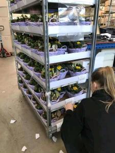 Quality 100kg/Shelf Coated Galvanized Danish Flower Trolley wholesale