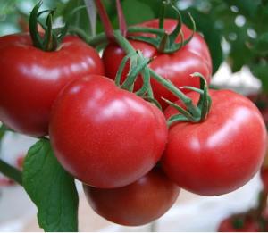 Quality 3 Ton Per Hour Tomato Ketchup Production Line For Fast Food wholesale