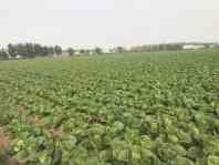 Quality Full Nutrients Raw Green Cabbage / Chinese Green Cabbage Japan Standard wholesale