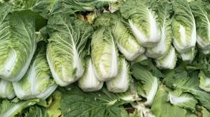 Quality Natural Hue Organic Napa Cabbage , Organic White Cabbage Without Soil wholesale