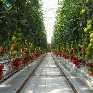 Quality Customized Agriculture Green House Tomatoes Greenhouse With High Yield wholesale