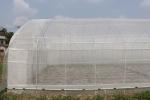 Polytunnel Sri Lanka Colombo Steel Frame Greenhouse Single Span