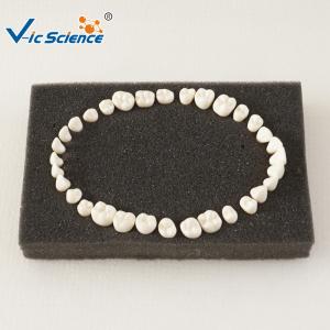 Quality Eco - Friendly Dental Study Models VIC-D8 Replacing Typodont Manufacture Replacement 28 / 32 wholesale