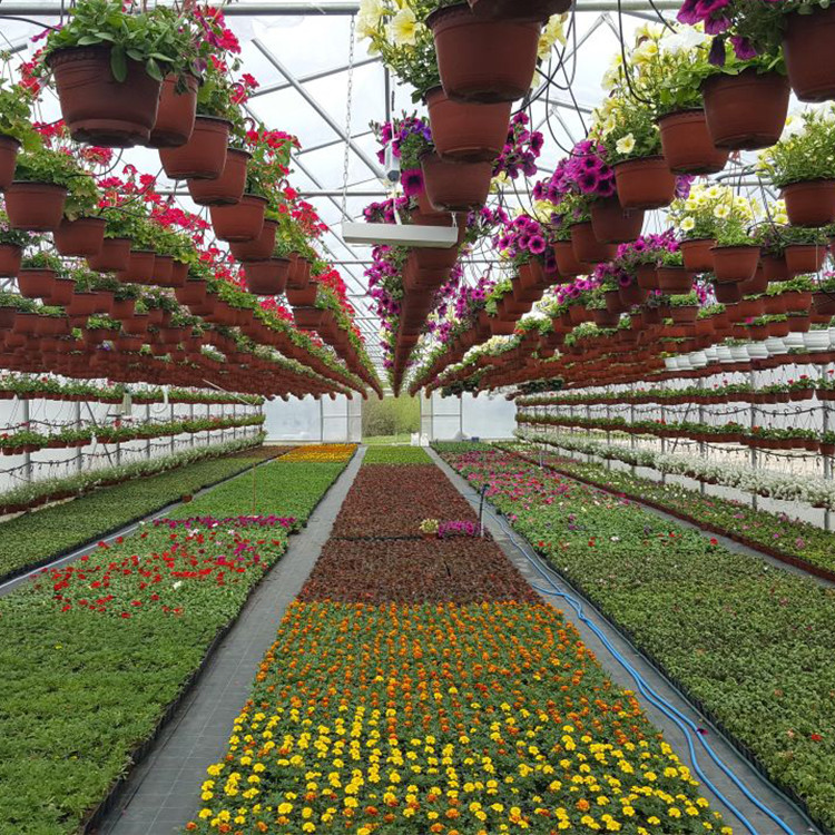 Agricultural Plastic Tunnel Greenhouse Hoop Greenhouse For Growing Vegetable