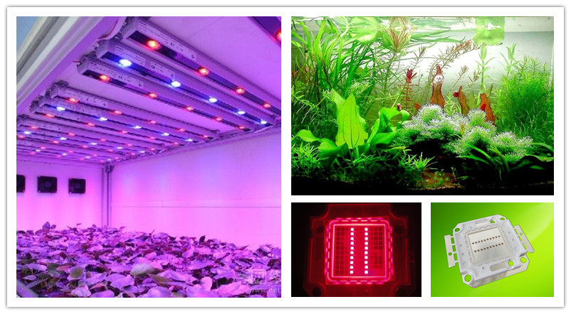 20w red led application.jpg