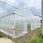 High Tunnel Multi Span Greenhouse Plastic PE Film For Strawberry