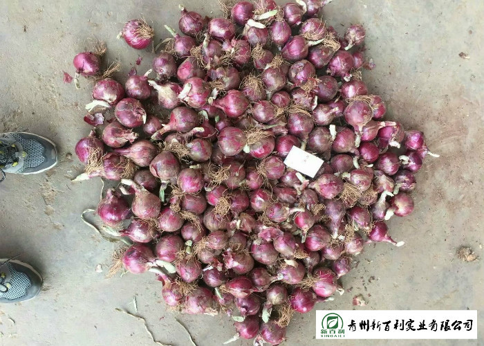 Multipurpose Fresh Onions 5 - 7 Cm Size Liliaceous Vegetables Type