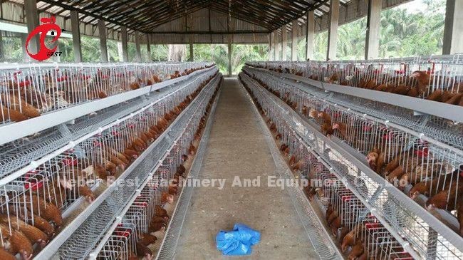Laying Hens 256 Birds Battery Cage Poultry Farming In Zambia Sandy