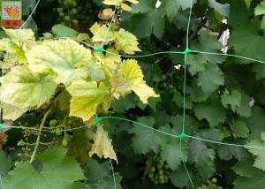 Quality Green Plastic Plant Support Netting , Agricultural Polyethylene Mesh Netting wholesale