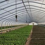 Large Innovative Agriculture Arches Tunnel Greenhouse Perfect for Year-Round