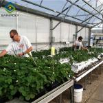Agricultural Intelligent Strawberry Green House PC Board Greenhouse Eco Friendly