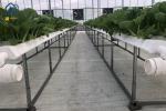 Greenhouse Hydroponic Vertical NFT Hydroponic System Soilless Vegetable Planting