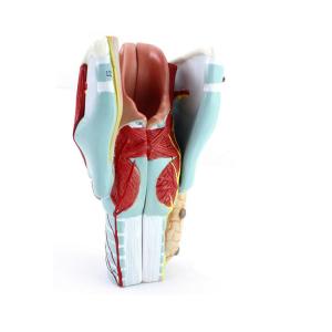 Quality Anatomical Pvc Simulation Magnified 3pcs Human Larynx Model wholesale