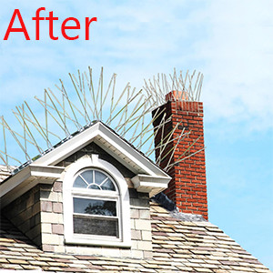 Bird Spikes for Pigeons Small Birds,Stainless Steel Bird Spikes -No More Bird Nests & Poop-Disassembled Spikes 10 Strips