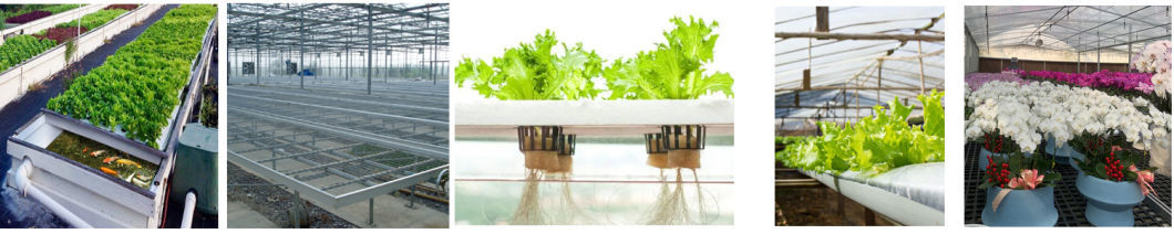 Double-Film Hydroponic System Cucumber Greenhouse