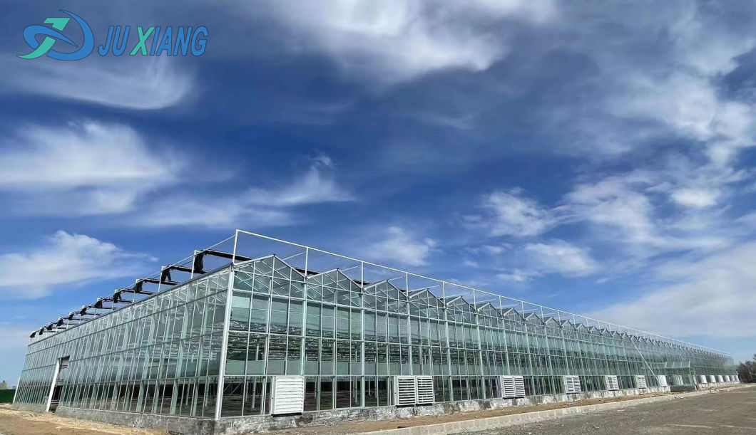 Economical Po/PE Film Greenhouse with Hydroponics