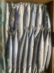 2# BQF Frozen Pacific Saury Fish With High Protein