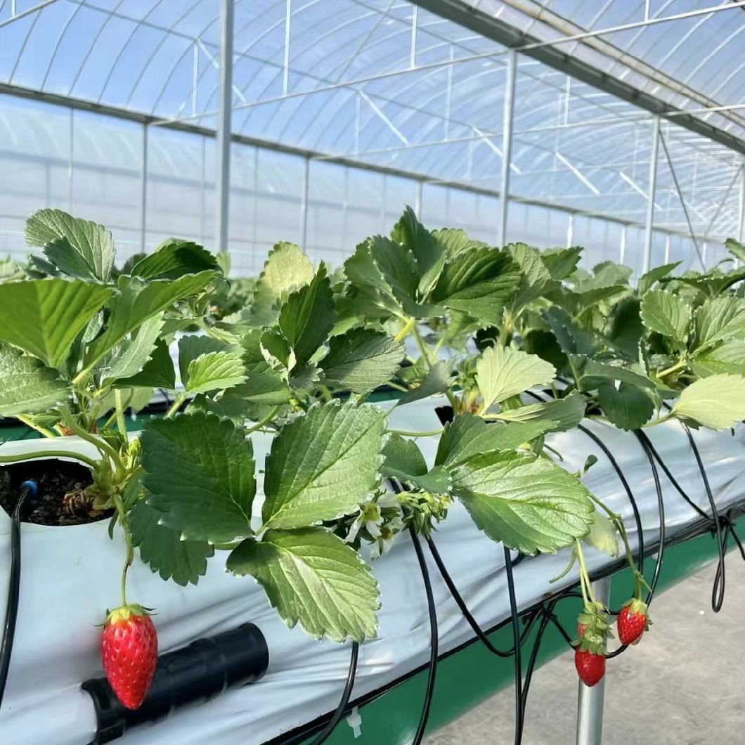 Innovative Multi Span Greenhouse