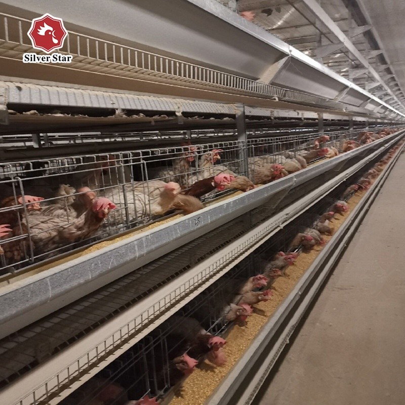 A Type Layer Poultry Chicken Cage 3 Tiers Farm Poultry Equipment 90birds