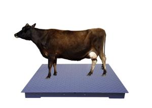 Quality High Precision Sensor Heavy Duty Floor Scales With Tread Plate wholesale