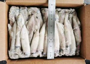 Quality Whole Round loligo Squid wholesale