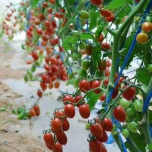 Quality Temporary Heating Climate-Controlled Sunlight Greenhouse for Tomato and Cucumber wholesale