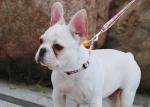Adjustable No Pull Dog Harness Pet Vest