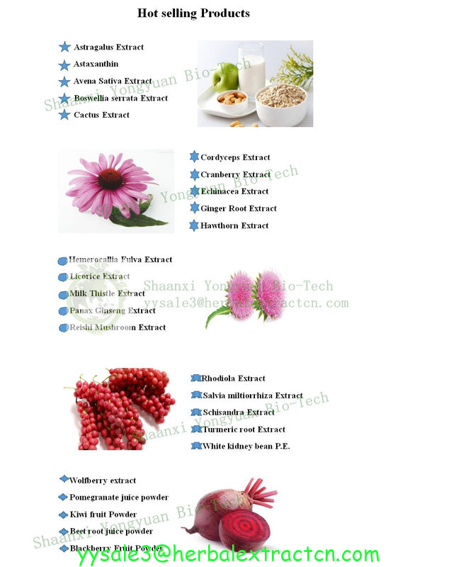 Perilla Frutescens Extract, 10:1 TLC, 100% natural food ingredient, ISO certified. Shaanxi Yongyuan