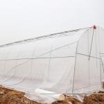 Sample Tunnel Plastic Greenhouse / Plastic Vegetable Single Span Greenhouse