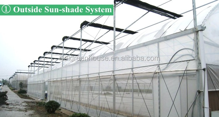 Namibia Africa Gutter Connected Greenhouse with Optimal Ventilation and Single Layer