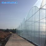 Wind Resistant Agriculture Plants Growing Hydroponic System Poly Film Multi Span