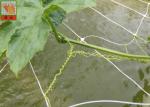 PP Agricultural Netting For Plant Support , White Color BOP Plastic Mesh Netting