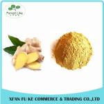 100% Natural Yellow Ginger Extract Powder 10 :1