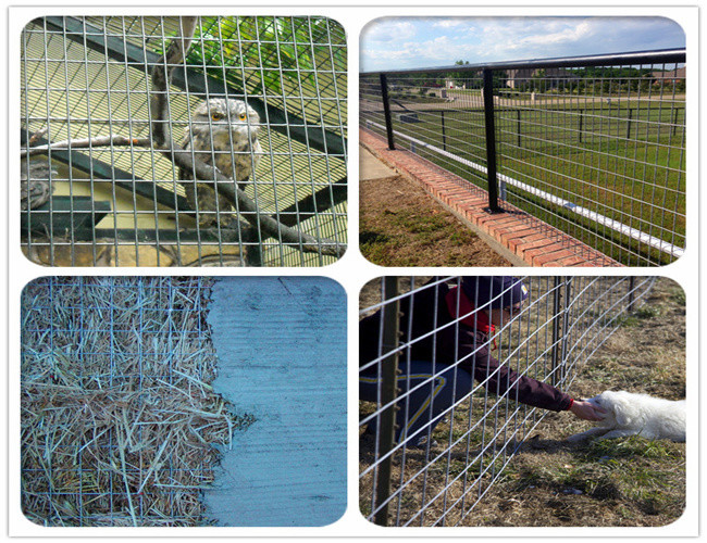 Bird Cage Stainless Steel Welded Mesh Panels W2m Galvanized