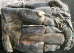 frozen giant squid 1-2kg dosidicus gigas BQF good freshness Peru giant squid