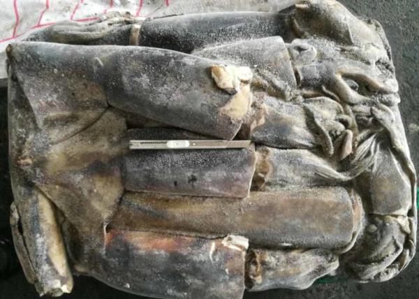frozen giant squid 1-2kg dosidicus gigas BQF good freshness Peru giant squid